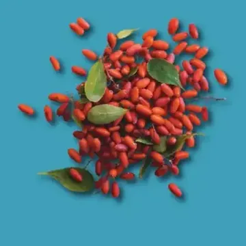 Red barberries with green leaves
