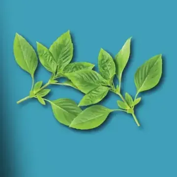 Fresh green leaves from the brand's ingredient graphic